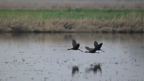 Ibis, White-faced in flight over pond, slomo 4k, Video stock 263772686