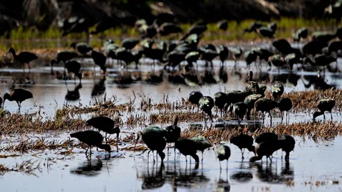 Ibis, White-faced, flock lifting off in flight, slomo 4k Stock Footage 263771972