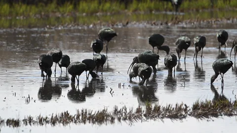 Ibis, White-faced small flock foraging in flooded crops, 4k Stock Footage 263772153