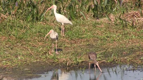 Ibis Zoom Out 스톡 동영상 88669401