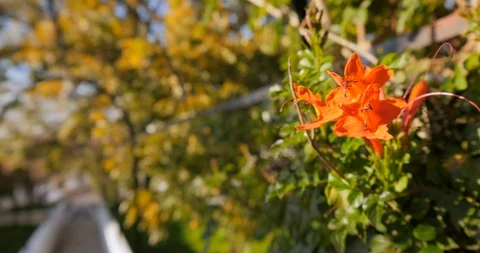 Ibiscus flower in garden path Stock Footage 100491090