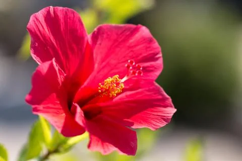 Ibiscus Stock Photos