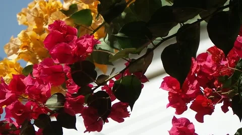 Ibiscus in saly in the senegal Stock Footage 52558324