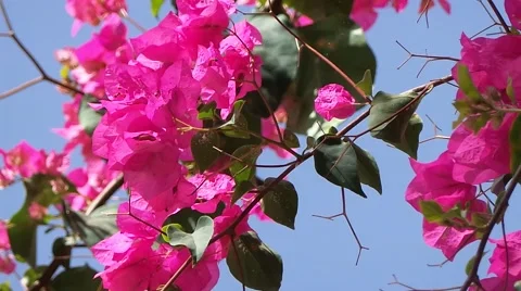 Ibiscus in saly in the senegal Video stock 52558873