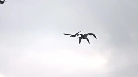 Ibises with chestnut plumage wade fly and forage in shallow water inside a .. Stock Footage 324631116