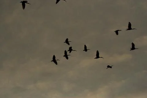 Ibises Flying Across Clouds Foto stock