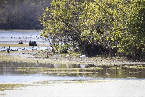Ibises Foraging Stock Photos