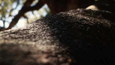 Ibiza Oak Tree Bark Macro Detail 스톡 동영상 331226161