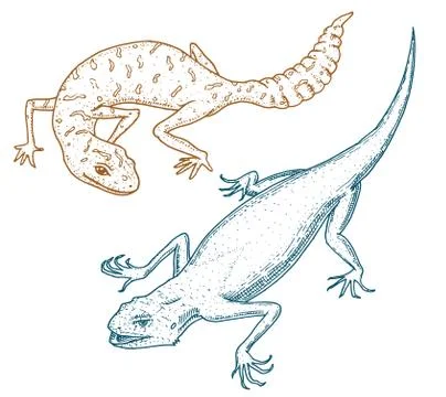 Ibiza wall lizard, common leopard or spotted fat-tailed gecko, exotic reptiles Stock Illustration