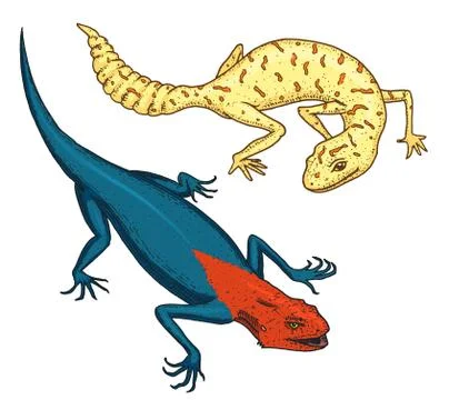 Ibiza wall lizard, common leopard or spotted fat-tailed gecko, exotic reptiles Stock Illustration