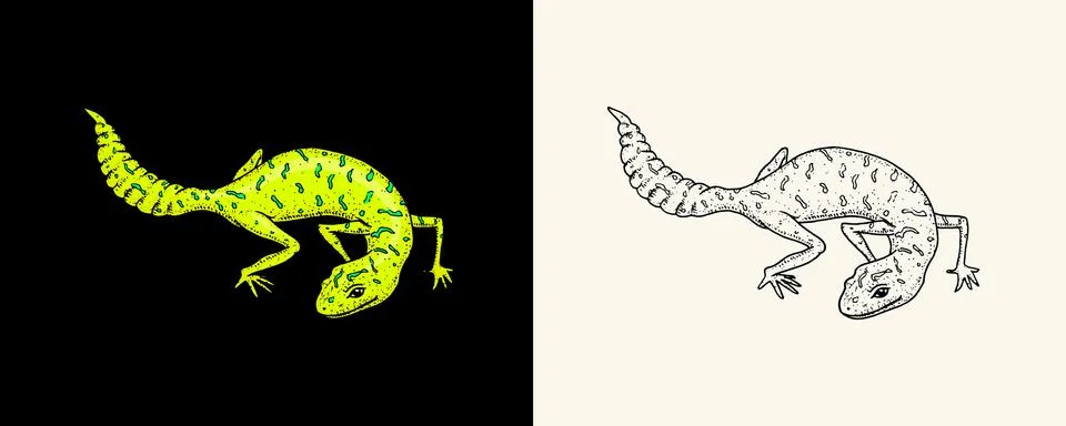 Ibiza wall lizard, common leopard or spotted fat-tailed gecko, exotic reptiles Stock Illustration