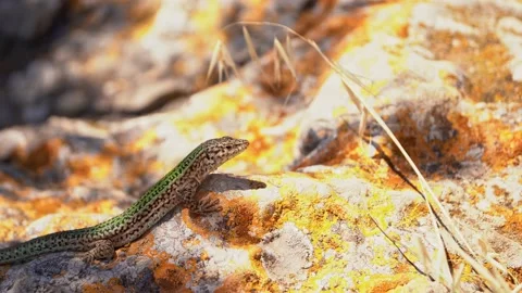 Ibiza Wall Lizard (Podarcis pityusensis) on a sunny coastal rock.            Stock Footage 222108961
