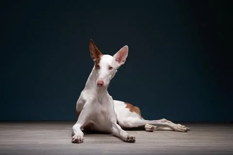 Ibizan Hound Lying Down in Studio Stock Photos