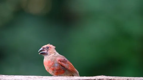 ICardinal Stock Photos