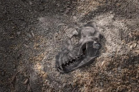 Ice Age Skeleton Stock-Fotos