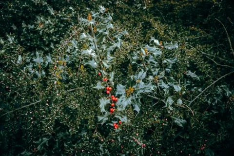 Ice and Berries Photos