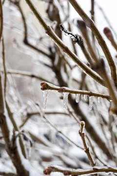 Ice and icicles on tree branches. Stock Photos