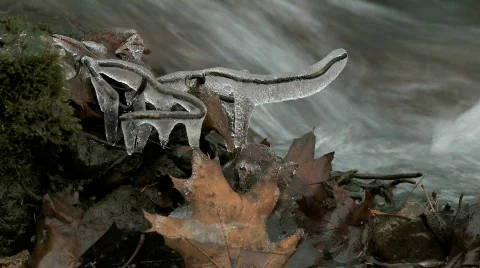 Ice and maple leaf Video stock 291913