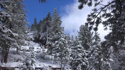 Ice and snow hang on pine trees in a forest glade in winter. Видео 67289515