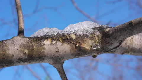 Ice and Snow Melting on Tree Branch Against a Clear Blue Sky Stock Footage 346744484