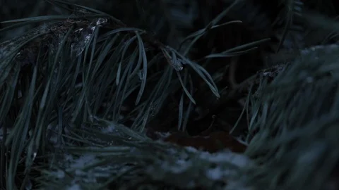 Ice and Snow on Pine Needles Video stock 112950803