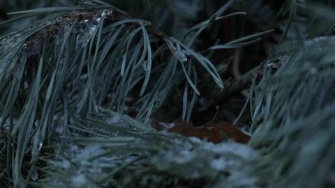 Ice and Snow on Pine Needles Stock Footage 112950808