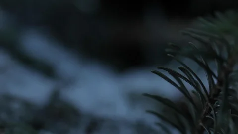 Ice and Snow on Pine Needles Stock Footage 112951220