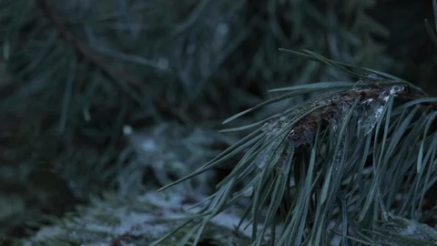Ice and Snow on Pine Needles Stock Footage 112951231