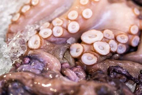Ice around octopus tentacles. Ice with suction cups. Raw octopus on ice. Fresh Stock Photos