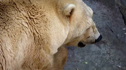 Ice bear lying on cliffs 库存影片 66244670