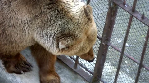 Ice bear lying on cliffs in the zoo behind the wire Video stock 66203156