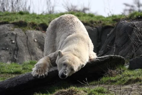 Ice bear Stock Photos