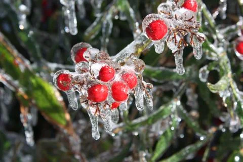 Ice Berries Stock Photos