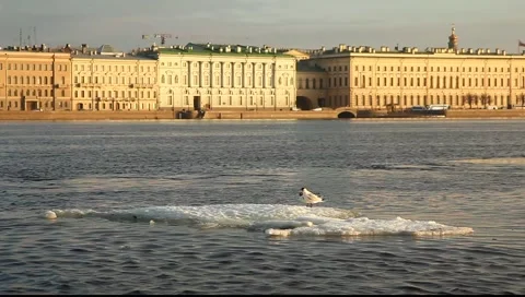 Ice block on the water, seagull Stock Footage 2980095