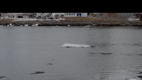 Ice boat moving up the River Video stock 331678117