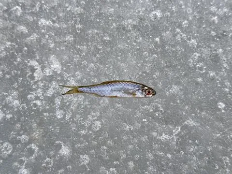 Ice-bound Fish Stock Photos