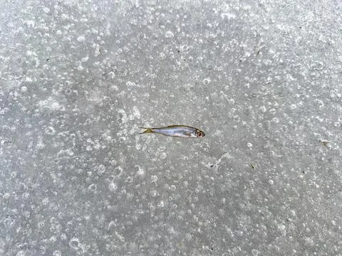 Ice-bound Fish Stock Photos