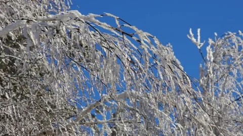 Ice On The Branch Stock-Footage 52723215