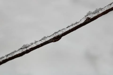 Ice branch in the forest Stock Photos
