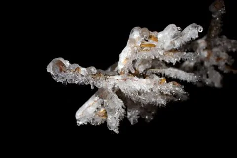 Ice branch Stock Photos