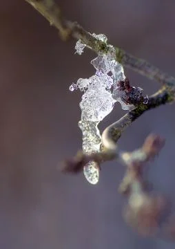 Ice on a branch Stock Photos
