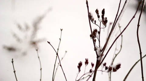 Ice on Branches CU Stockbeeldmateriaal 33997382