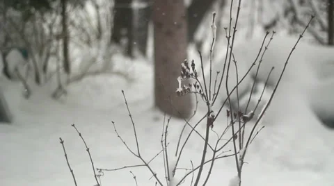 Ice on Branches Stockbeeldmateriaal 33997401