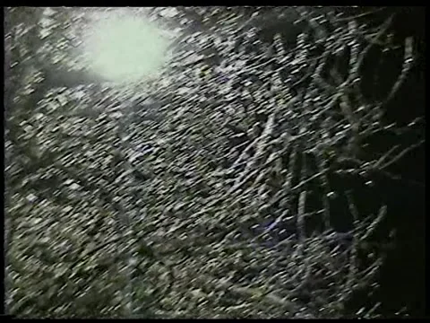Ice Branches Stock Footage 340541820