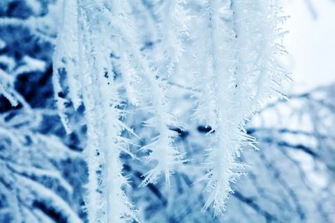 Ice branches Stock Photos