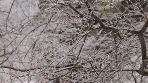 Ice on branches of tree during winter freeze Stock Footage 148594396