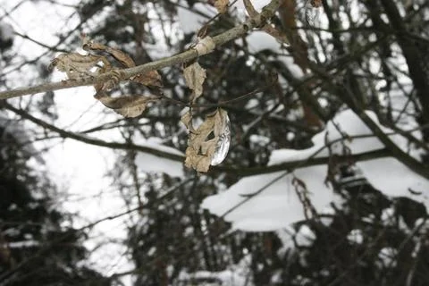 Ice on the branches of a tree in the forest in winter. Stock Photos