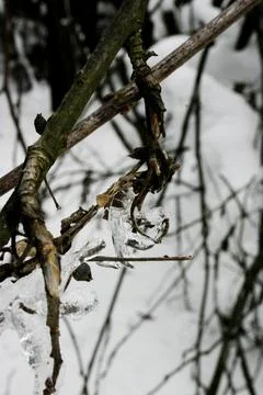 Ice on the branches of a tree in the winter forest. Winter background Stock Photos