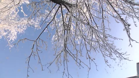 Ice on the branches of trees. Beautiful winter landscape of snow-covered trees. Video stock 101249496