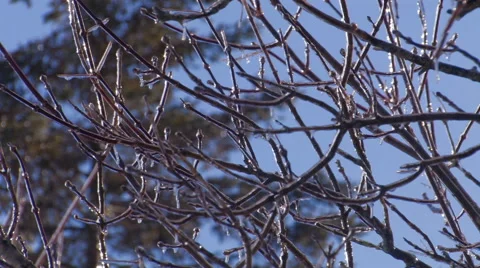 Ice Build Up on Tree branches from Storm. Stock Footage 57251412